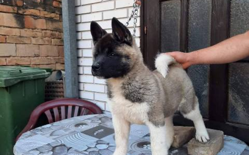 Američka Akita, žensko štene