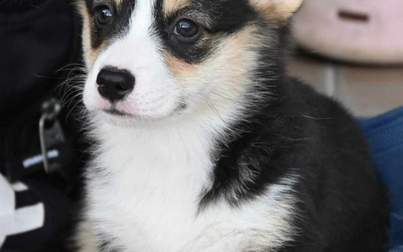 Velski korgi Welsh Corgi Pembroke