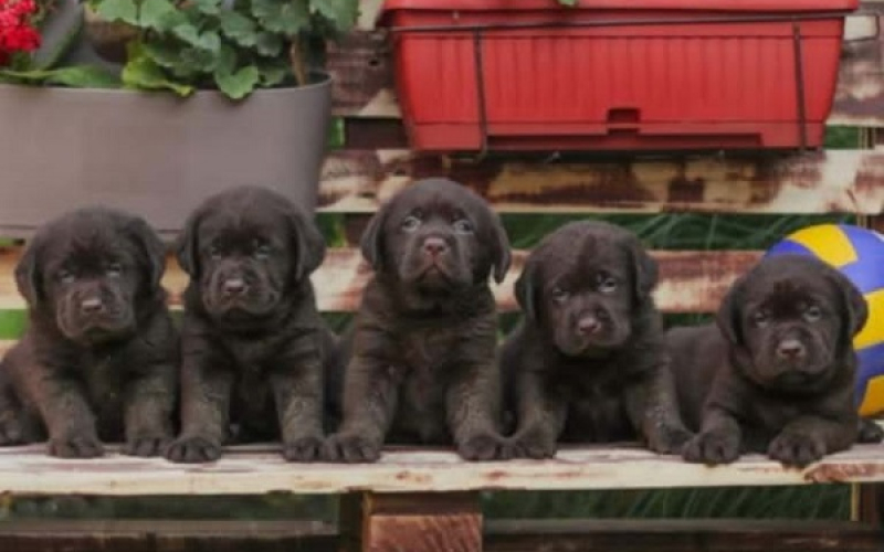 Labrador retriver štenci braon boje