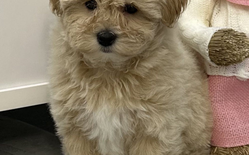 Maltipoo prelepi stenci