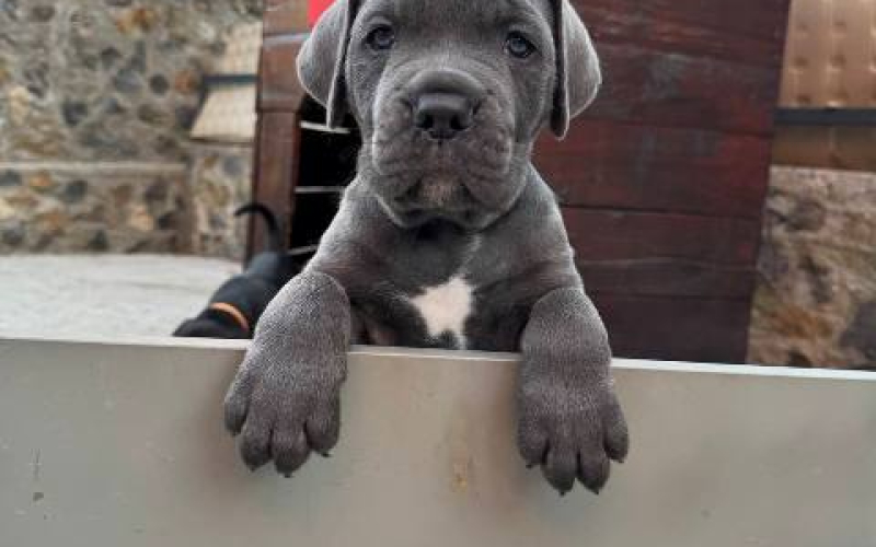 Cane Corso štenci