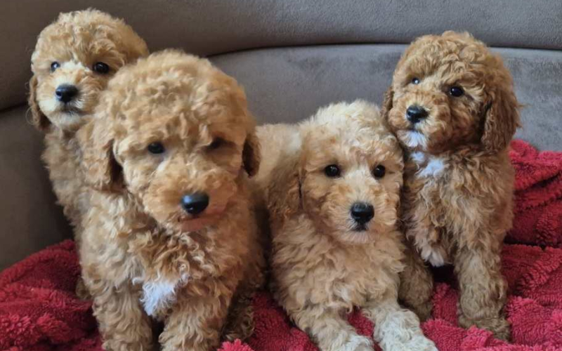 Pudle i Maltipoo štenci