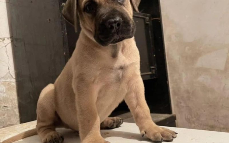 Južnoafrički mastif Boerboel štenci