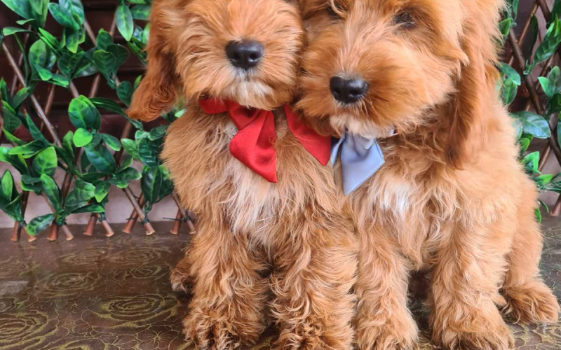 Labradoodle prelepi štenci
