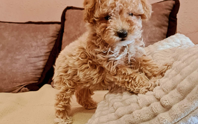 Maltipoo prelepi stenci