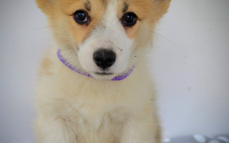 Velški Corgi Pembrok prelepi štenci