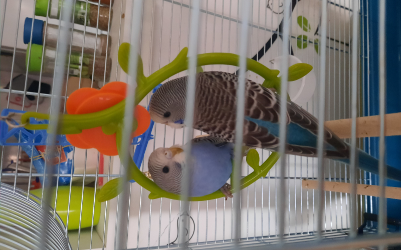 Papagaji tigrice