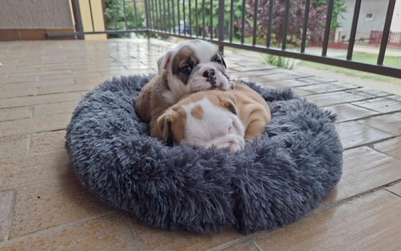 Engleski Bulldog