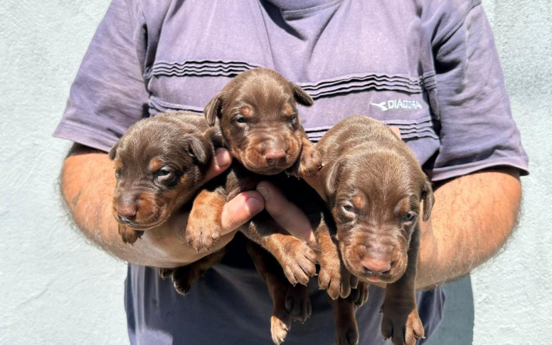 Doberman štenci