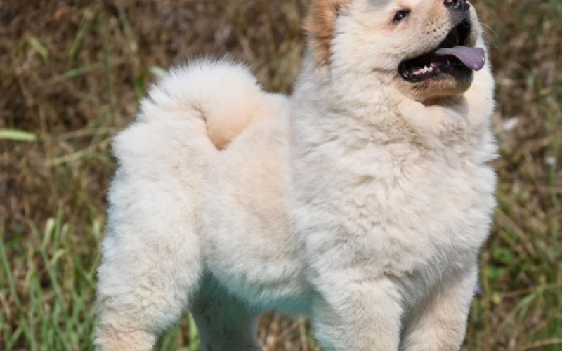 Chow Chow Cau Cau Čau Čau