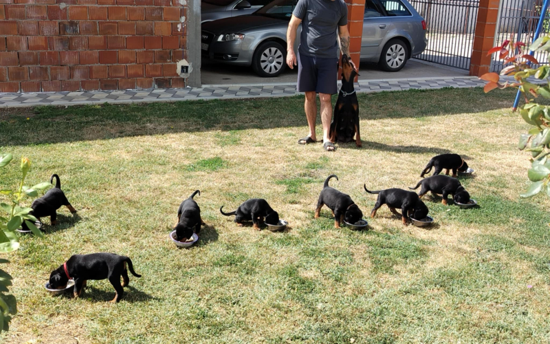 Doberman stenci