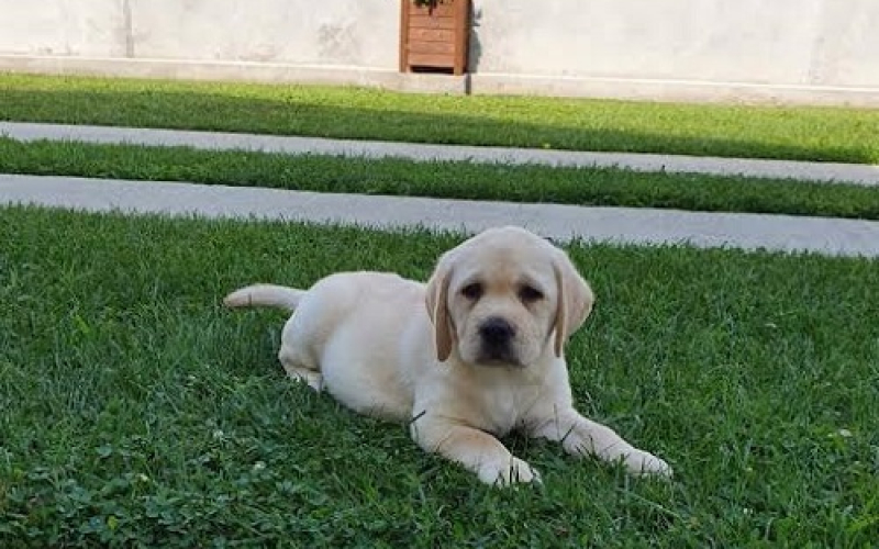 LABRADOR stenci