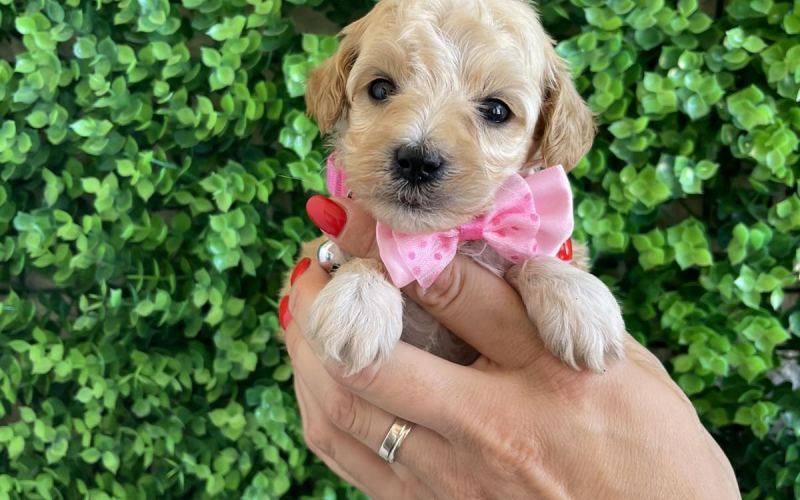 Maltipoo prelepi stenci