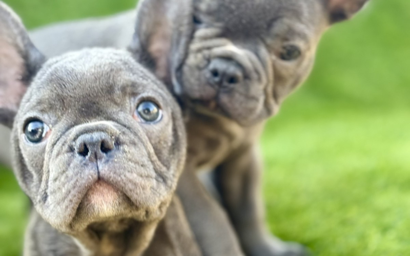 Francuski Buldog prelepi štenci