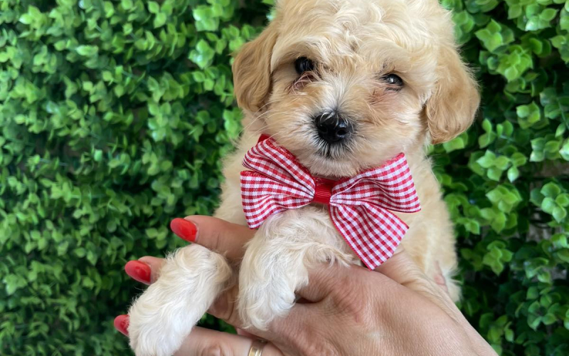 Maltipoo prelepi stenci