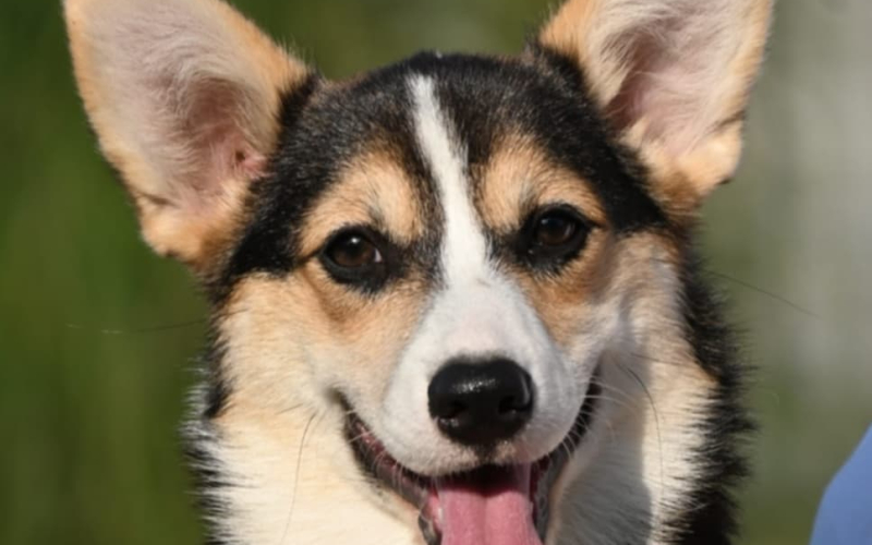 Velski korgi Welsh Corgi Pembroke