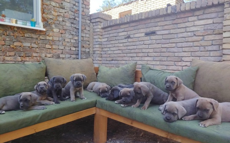 Cane Corso ( Kane Korso ) vrhunski štenci