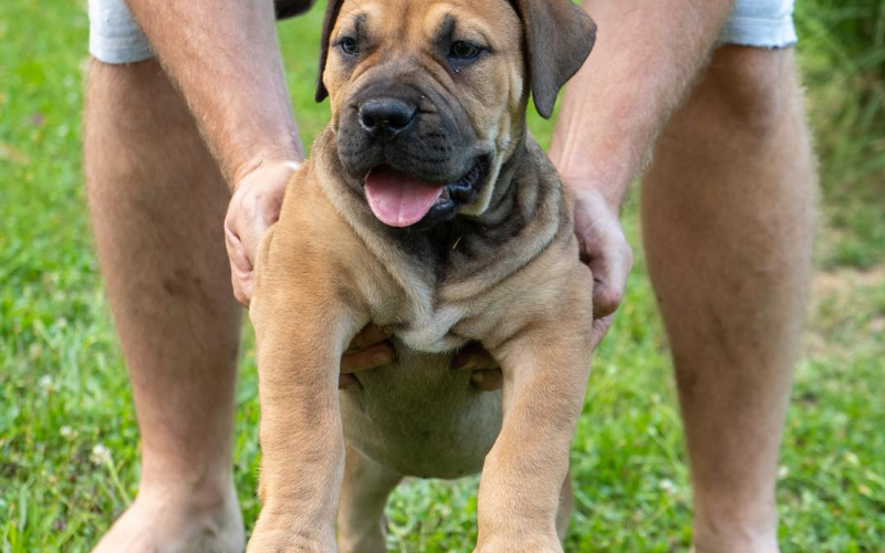 Južnoafrički mastif - Boerboel štenci