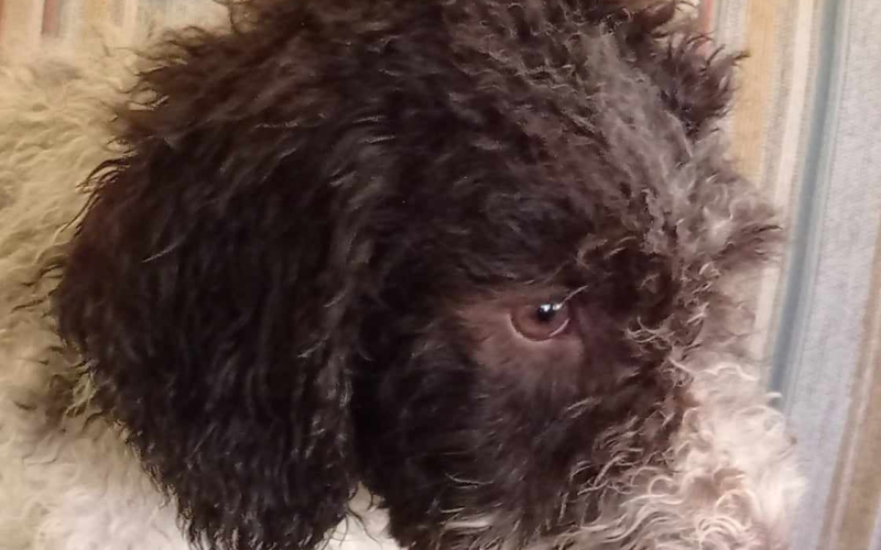 Lagoto Romanjolo Lagotto Romagnolo +387 65 817 470