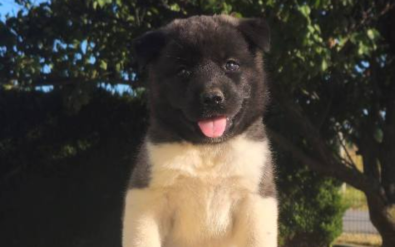 Američka Akita TOP štenci
