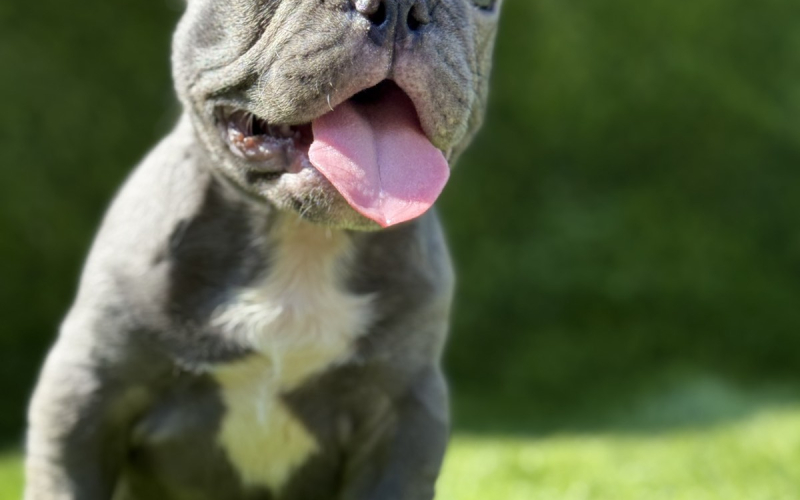Francuski buldog plavi štenci