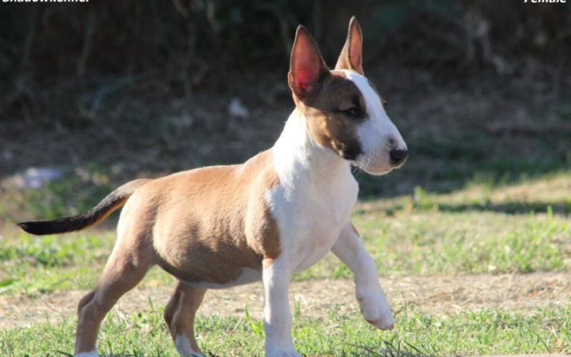 Mini Bull Terijer prelepi štenci
