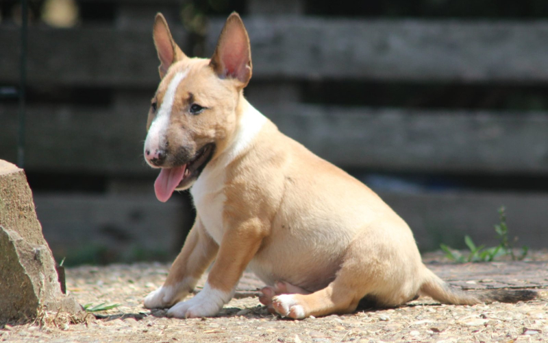 Mini Bull Terijer prelepi štenci