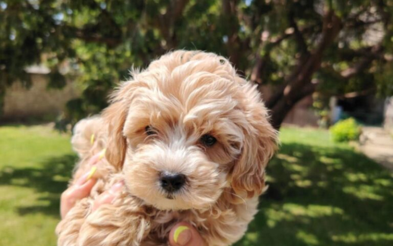 Maltipoo štenci