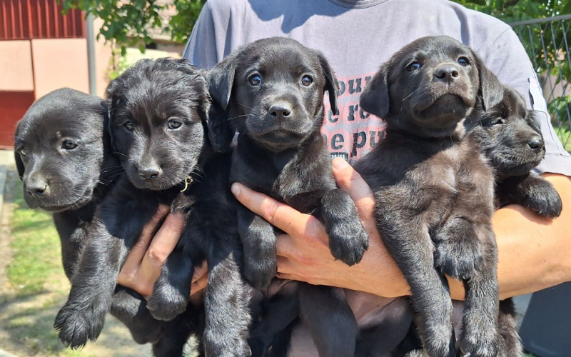 Prodajem stence Labradora