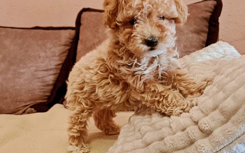 Maltipoo prelepi stenci