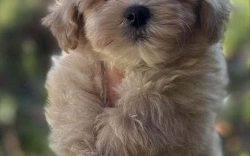 Maltipoo vrhunske genetike