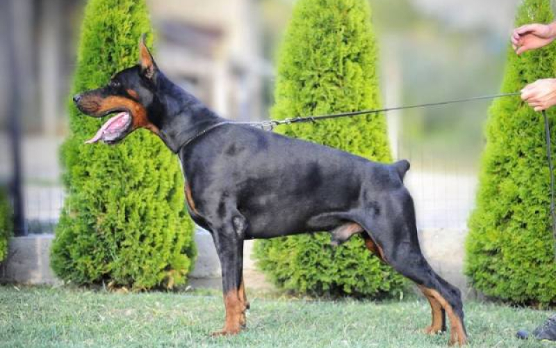 Doberman štenci