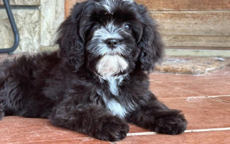 Slobodni štenci CAVAPOO