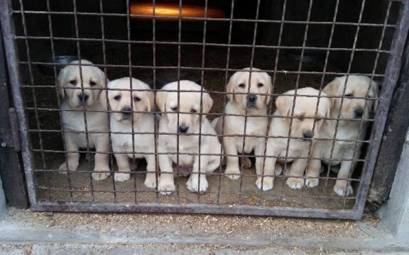 Labrador Retriver štenci
