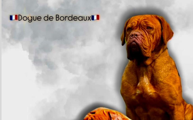 Dogue de Bordeaux štenci