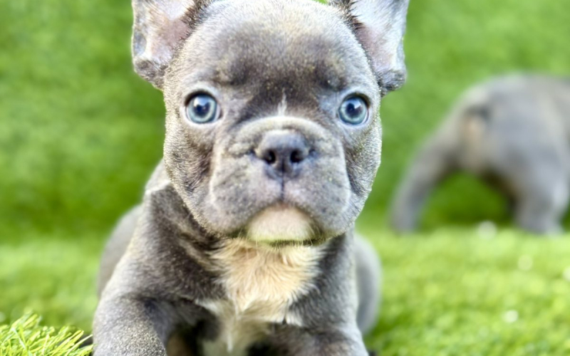 Francuski Buldog prelepi štenci