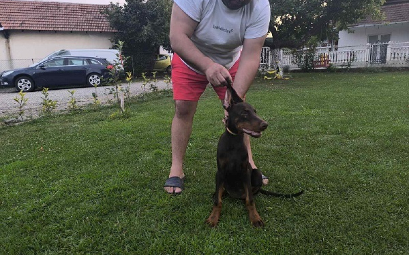 Stenci dobermana