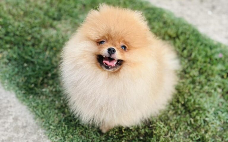 Pomeranac musko stene