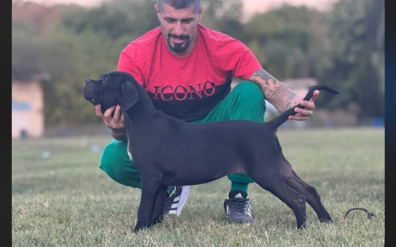 Cane Corso štenci