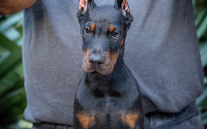 Doberman prelepi stenci