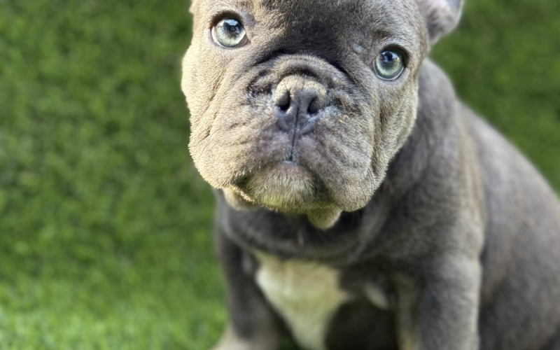 Francuski Buldog prelepi štenci
