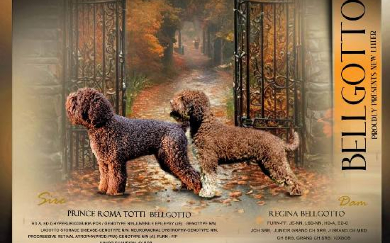 Lagotto Romagnolo štenci