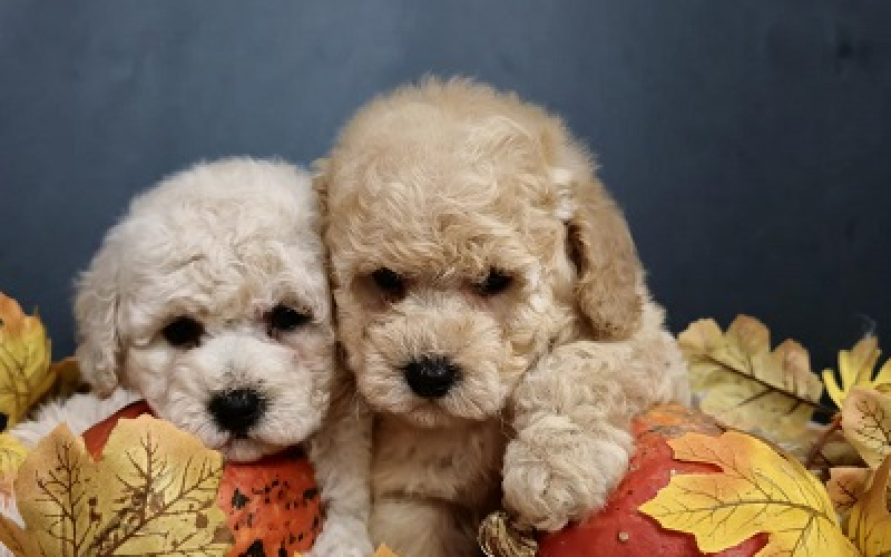 Maltipoo štenci, prelepe bebe