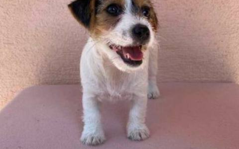 Jack Russell terijer štenci