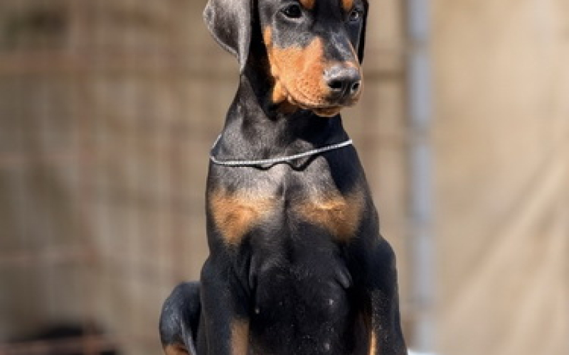 Prodaju se prelepi štenci dobermana, rodjeni 02.07.2025.
