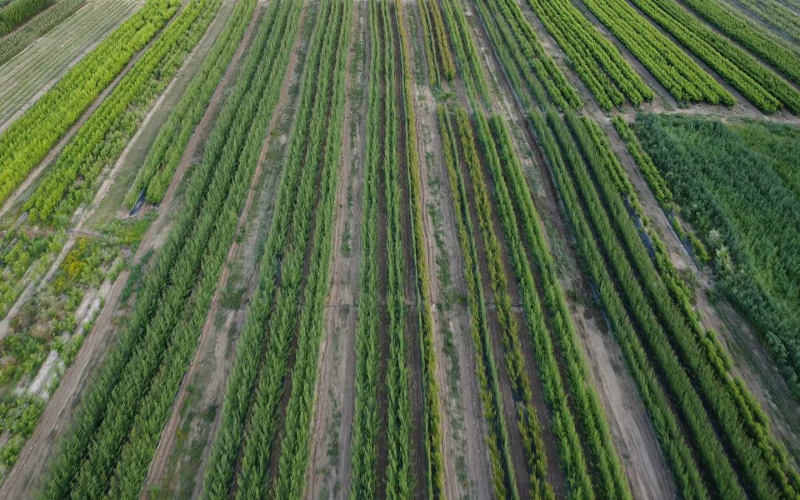 Prestiž Plant Nursery