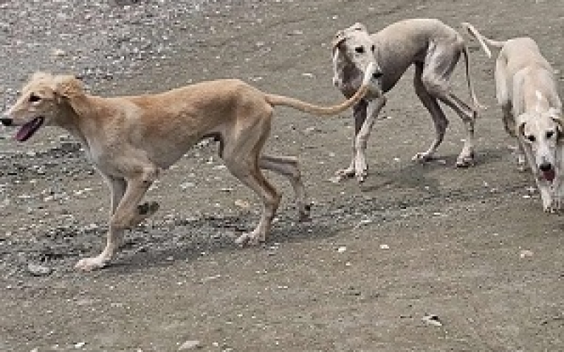 Persijski hrt SALUKI štenci