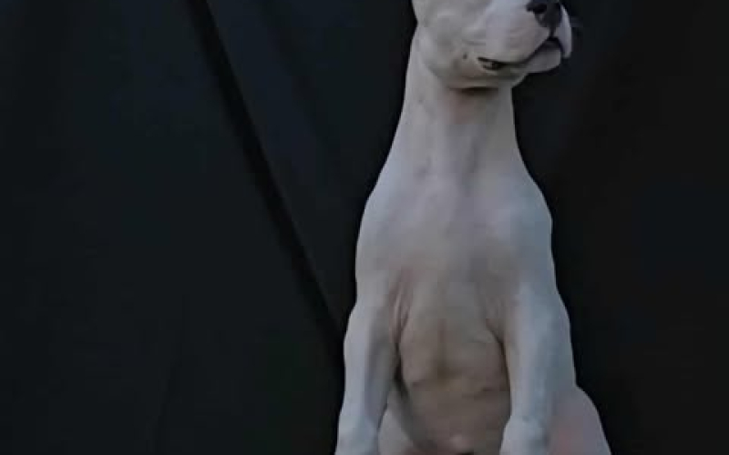 Dogo Argentino ženke
