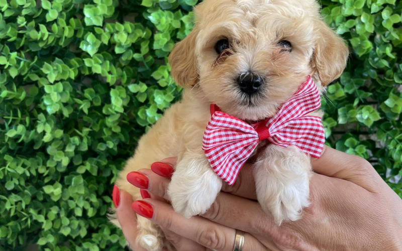 Maltipoo prelepi stenci