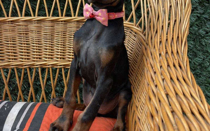 Doberman stenci